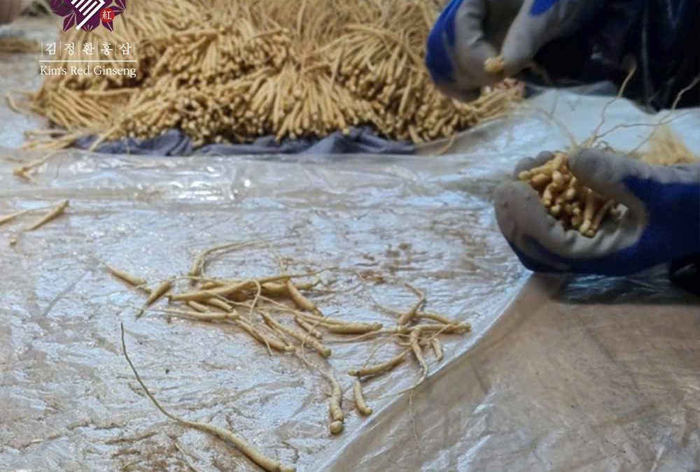Củ nhân sâm 6 năm tuổi Kim's Red Ginseng tuyển chọn nghiêm ngặt | Minh Phượng Korea