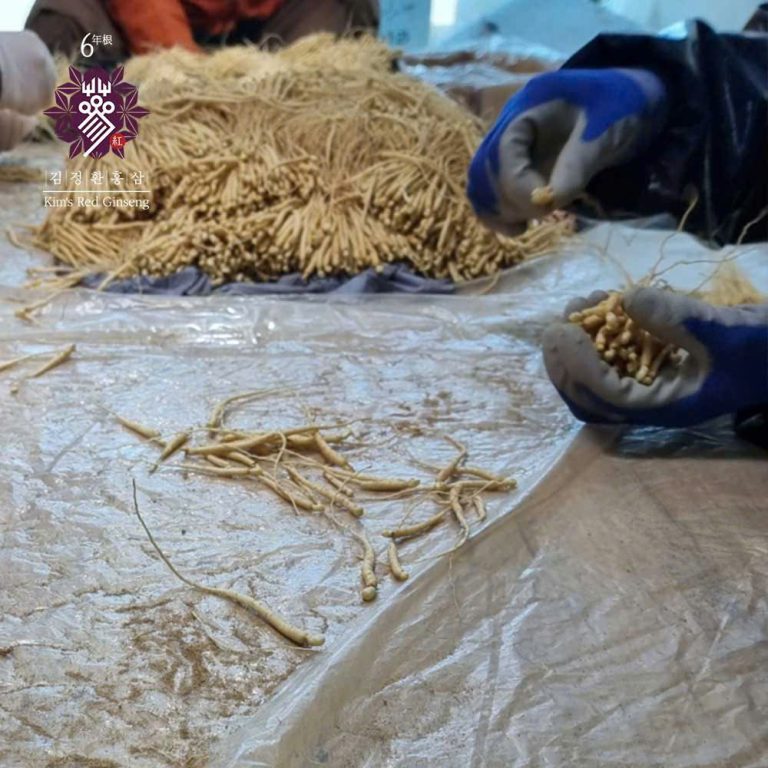 Củ nhân sâm 6 năm tuổi Kim's Red Ginseng tuyển chọn nghiêm ngặt | Minh Phượng Korea
