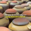 730 chanh ngâm trong bình gốm Các chum sành đậy nắp trong khu vực ủ chanh