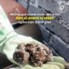 Chanh muối dẻo, vị umami Hai quả chanh muối dẻo được cầm trên tay