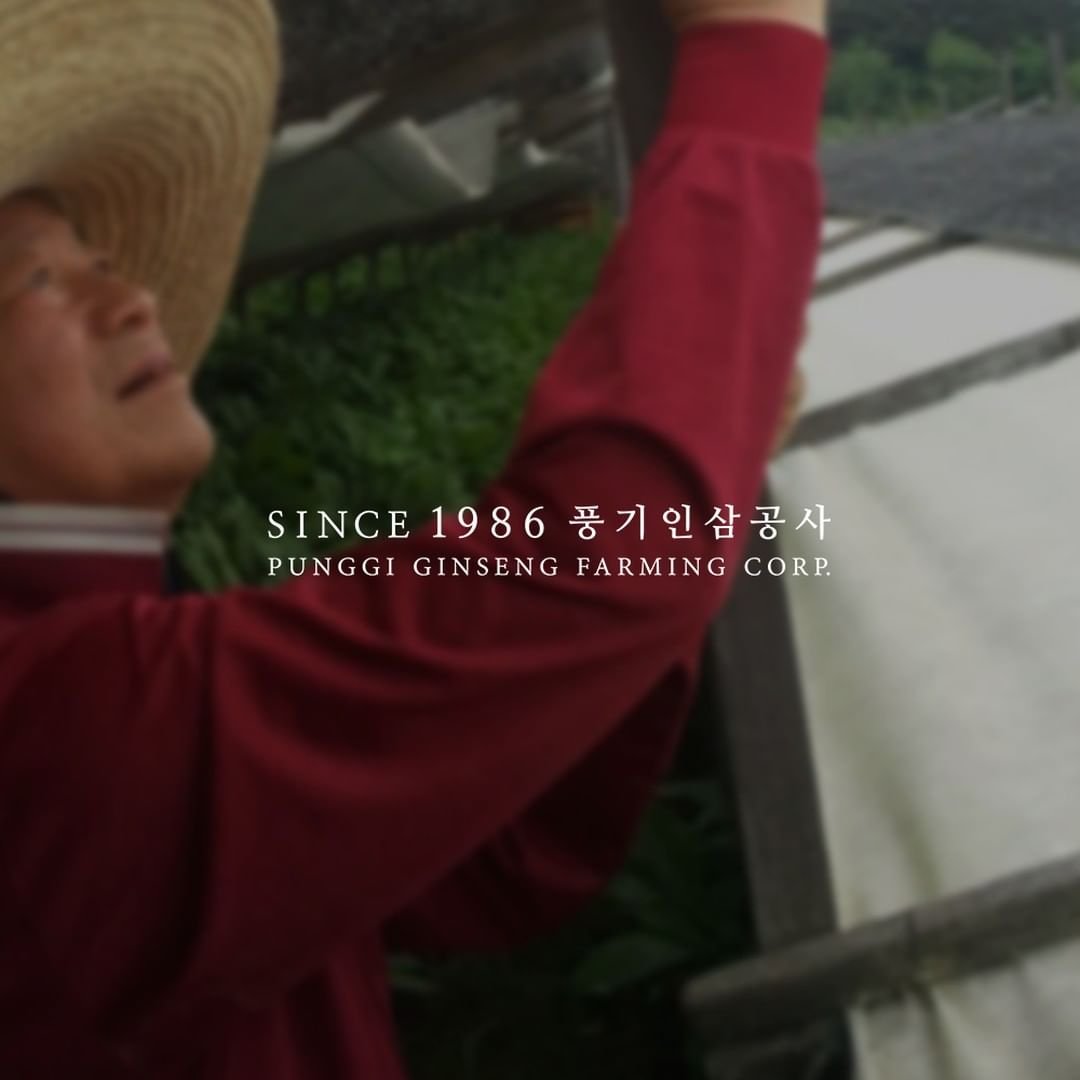 Nhân sâm 6 năm tuổi vùng Geumsan – nguồn nguyên liệu hồng sâm Kim's Red Ginseng | Minh Phượng Korea