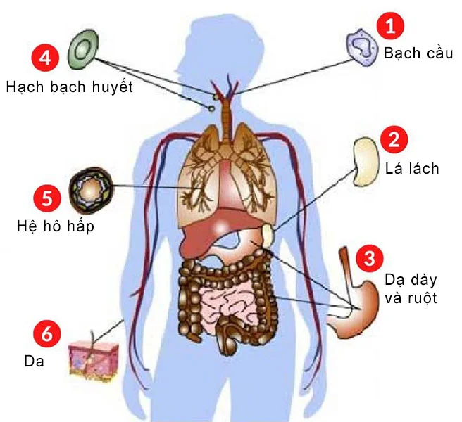 Hệ miễn dịch cơ thể người gồm nhiều lớp bảo vệ phối hợp chống lại mầm bệnh